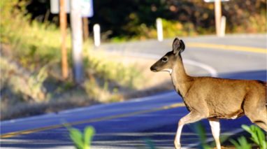 Deer about to cross a road